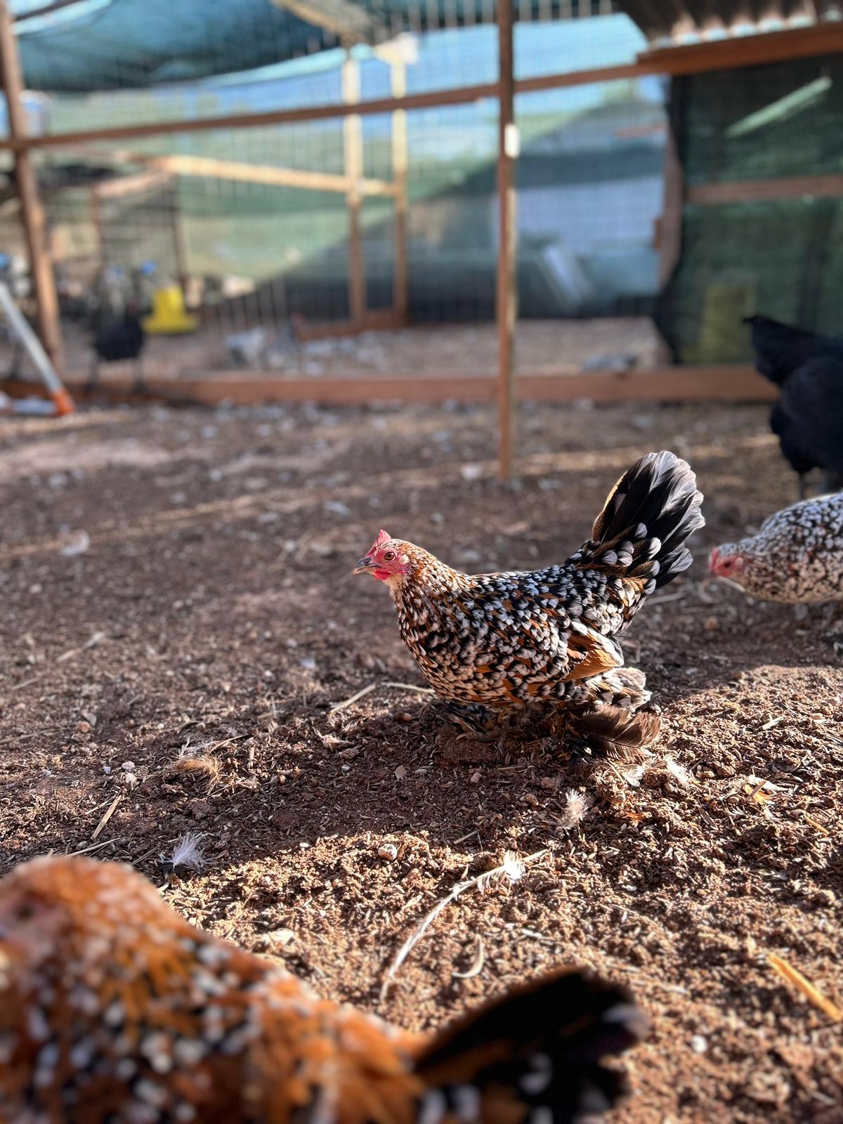 Uova fertili di Sabelpoot Millefiori