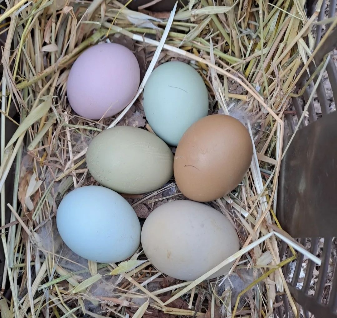 Uova fertili da incubare di gallina