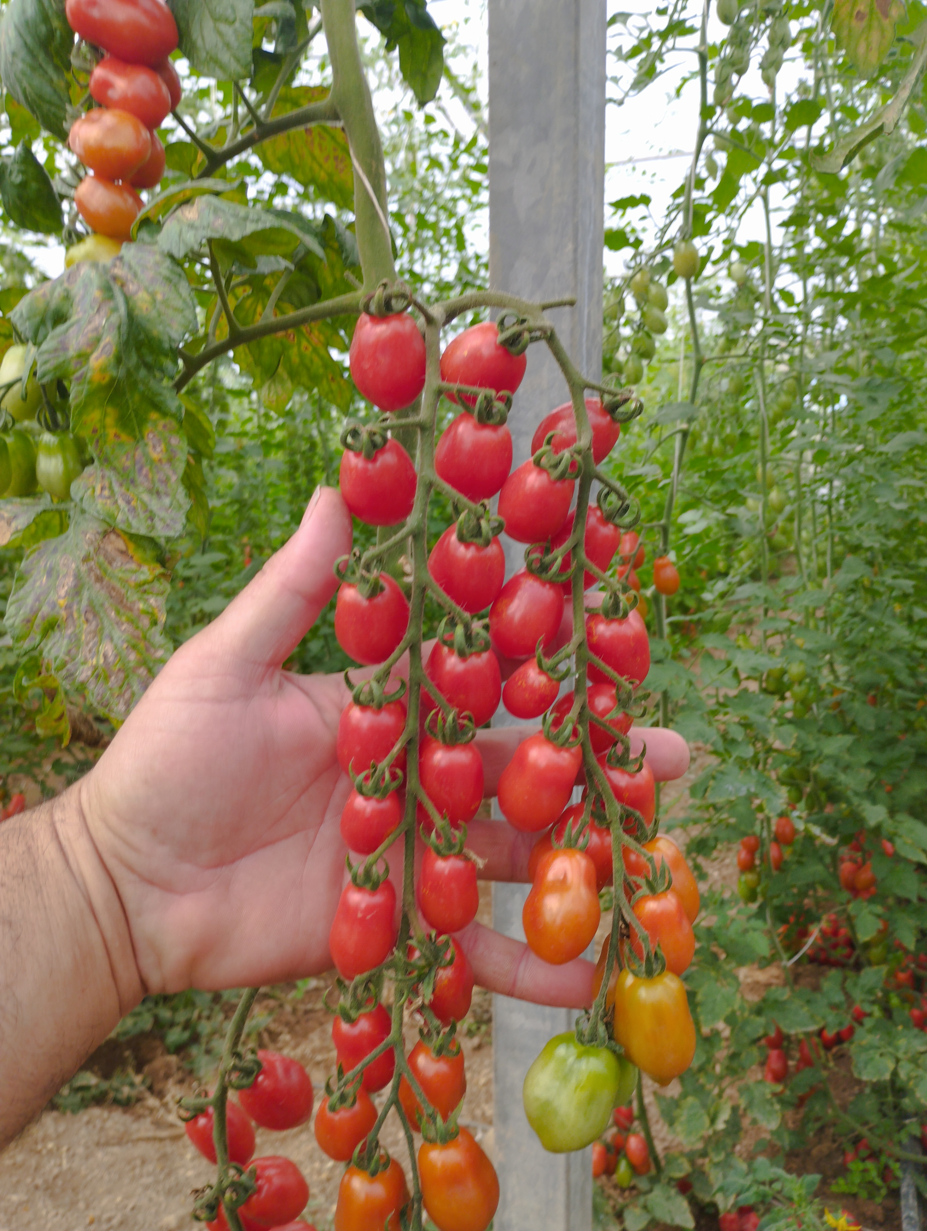 Pomodorino Datterino dolce