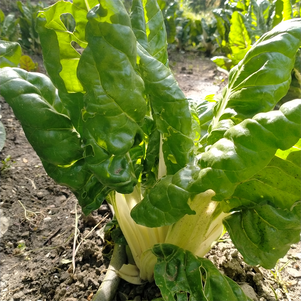 Bietola a Costa Bianca