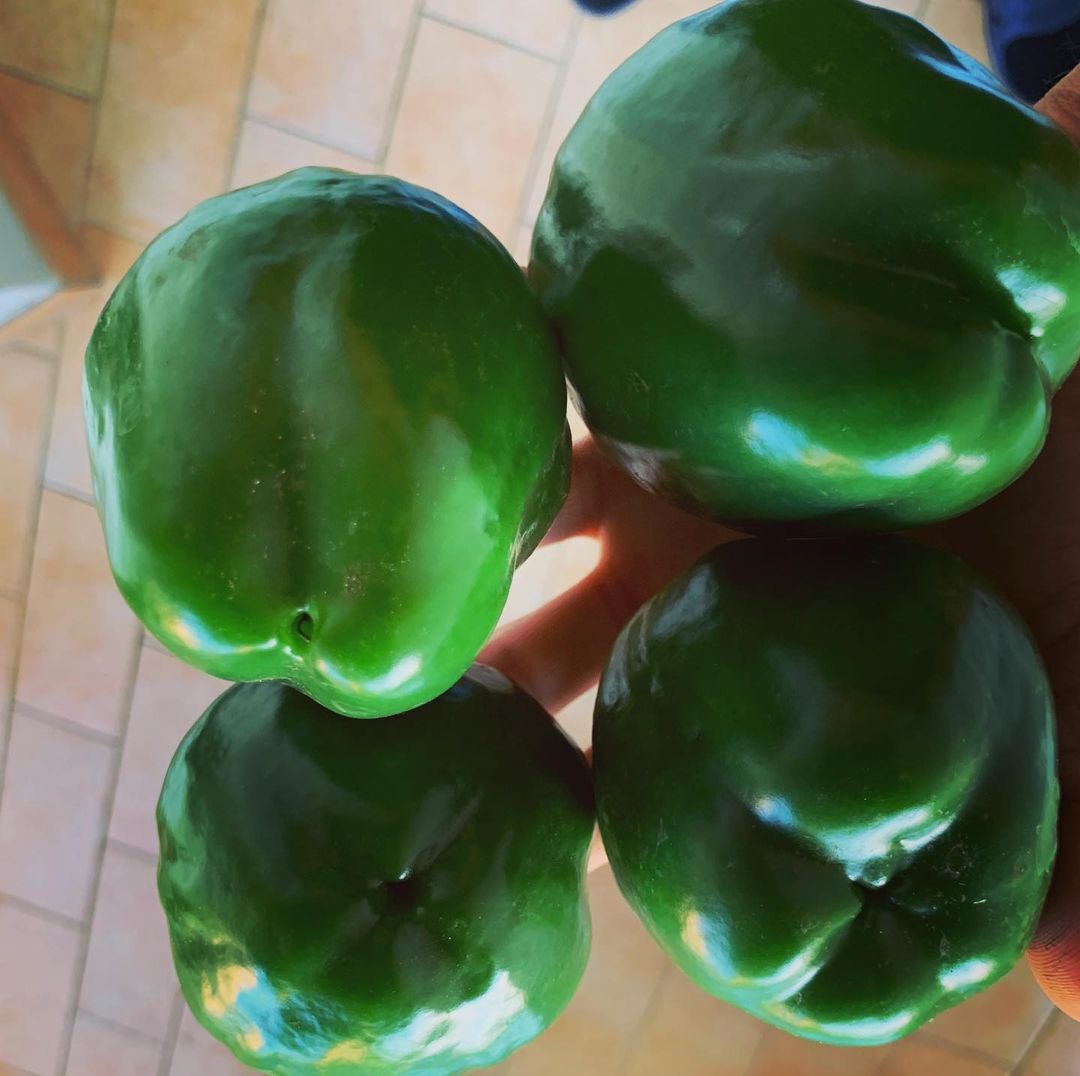 Peperoni tondi verdi