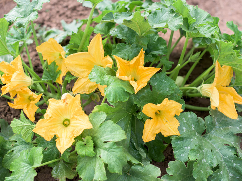 Fiori di Zucchina: Delicatezza e Gusto Inimitabile della Cucina Mediterranea