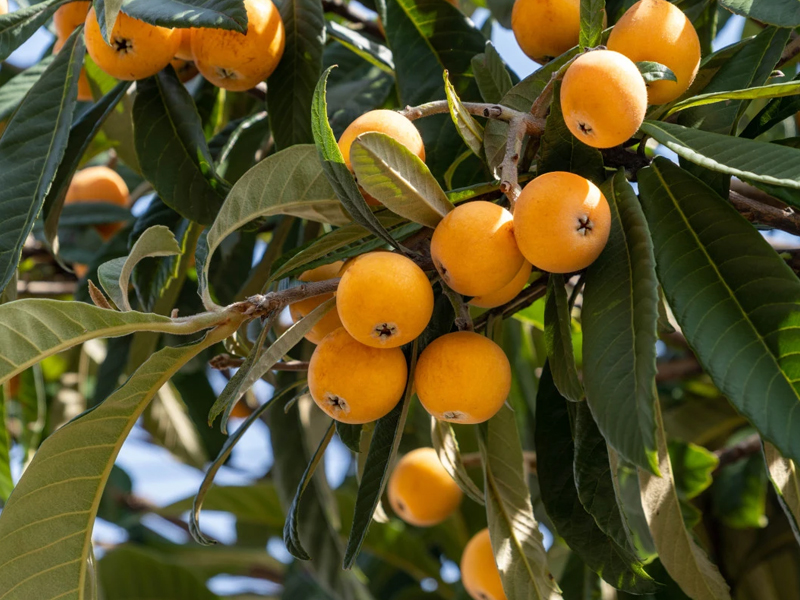 Le Nespole e i Loro Benefici: Una Guida Completa a un Frutto Sottovalutato