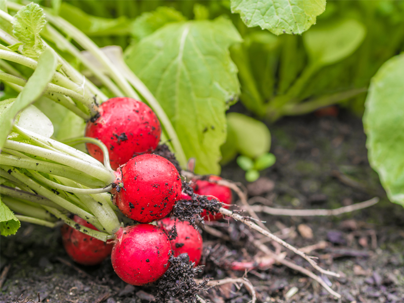 Ravanelli: Un Ortaggio Croccante e Versatile