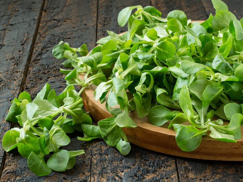 Valeriana: Proprietà, Benefici e Utilizzi di un Antico Rimedio Naturale