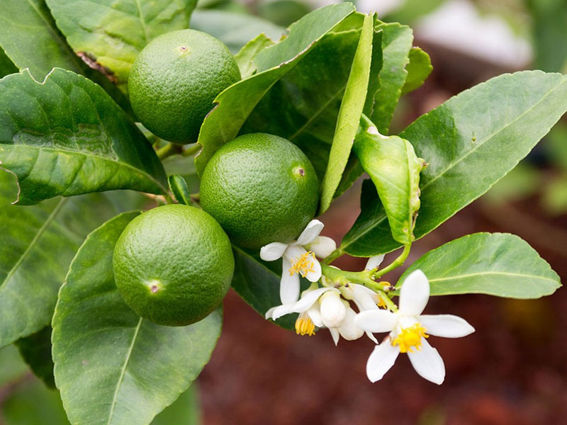 Il Lime: Il Piccolo Agrume che Porta Freschezza e Versatilità in Cucina