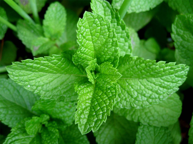 La Menta: Un Tesoro Verde della Natura