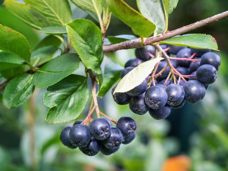 Aronia: Il Superfrutto Incredibilmente Nutriente