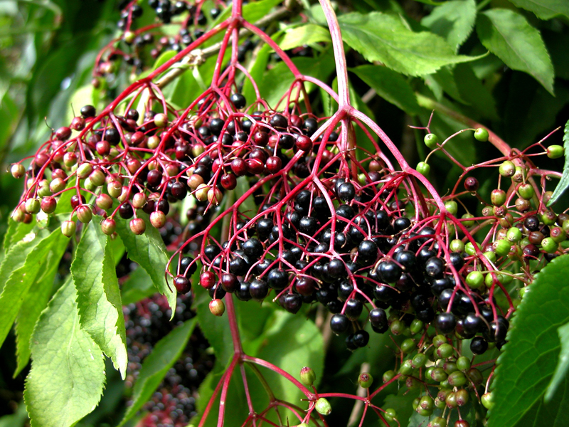 Sambuco: Antiche Virtù Medicinali e Delizie Culinarie