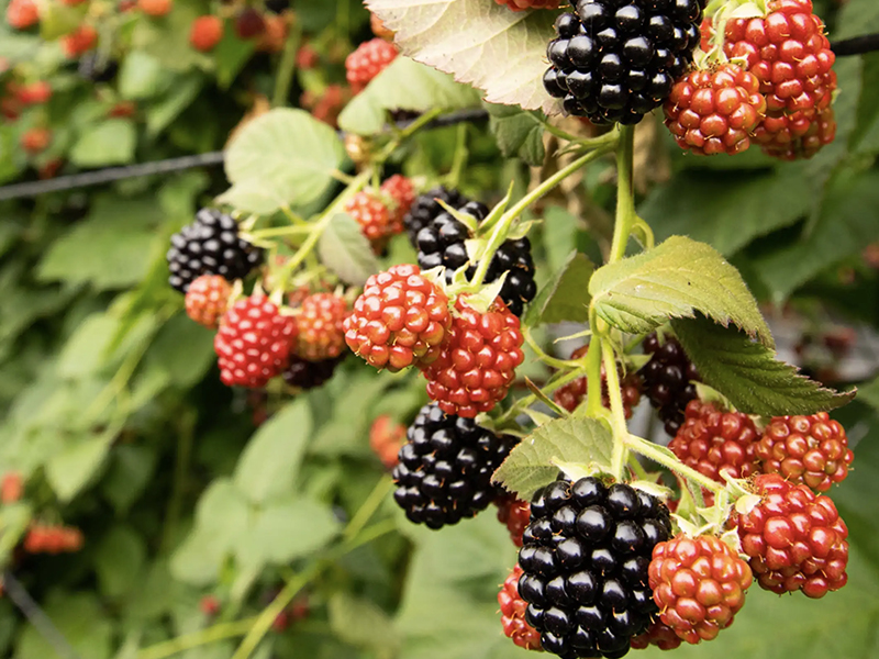 Alla Scoperta delle More: Benefici, Usi Culinari e Consigli di Coltivazione