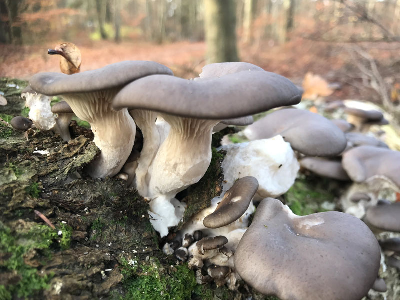 Pleurotus Ostreatus: Il Fungo-Gelone
