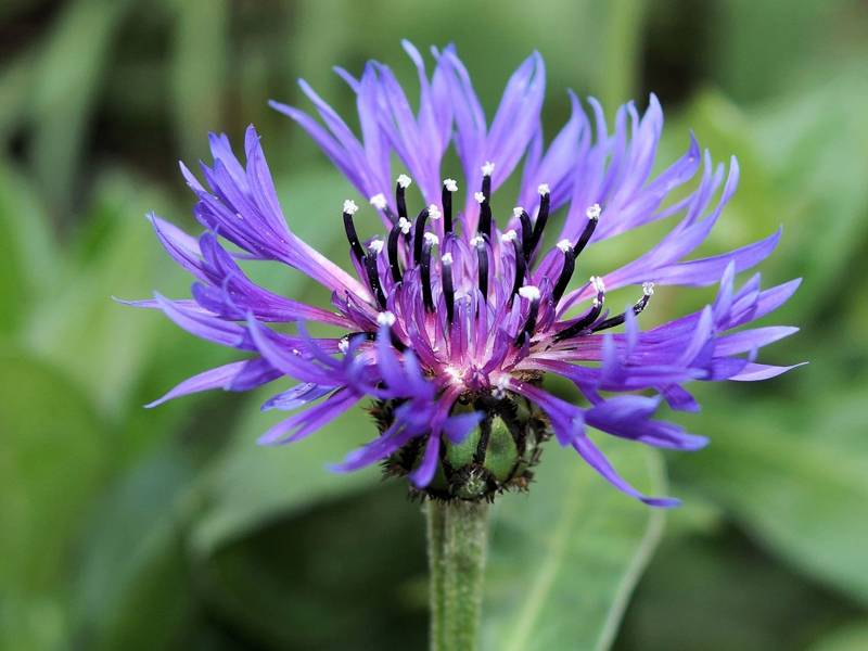 La Delicata Bellezza del Fiordaliso: Storia e Coltivazione
