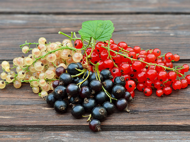 Ribes: Piccoli Frutti, Grandi Benefici per la Salute