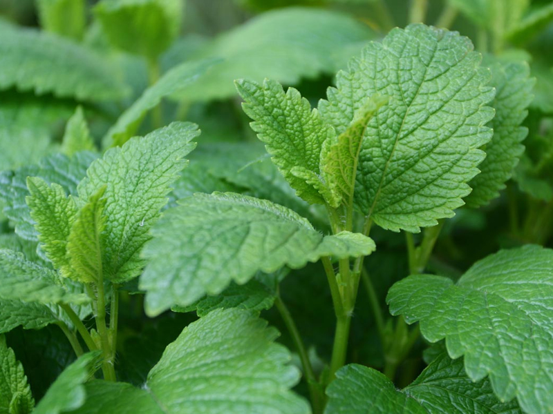 Melissa: Un’Erba Aromatica dalle Mille Virtù