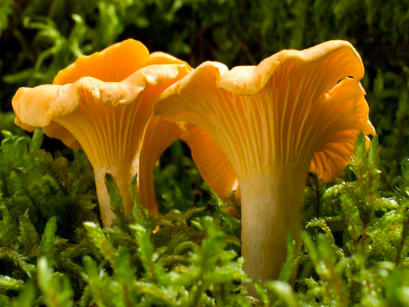 Cantharellus cibarius var. Galletto: Il Fungo d'Oro dei Boschi