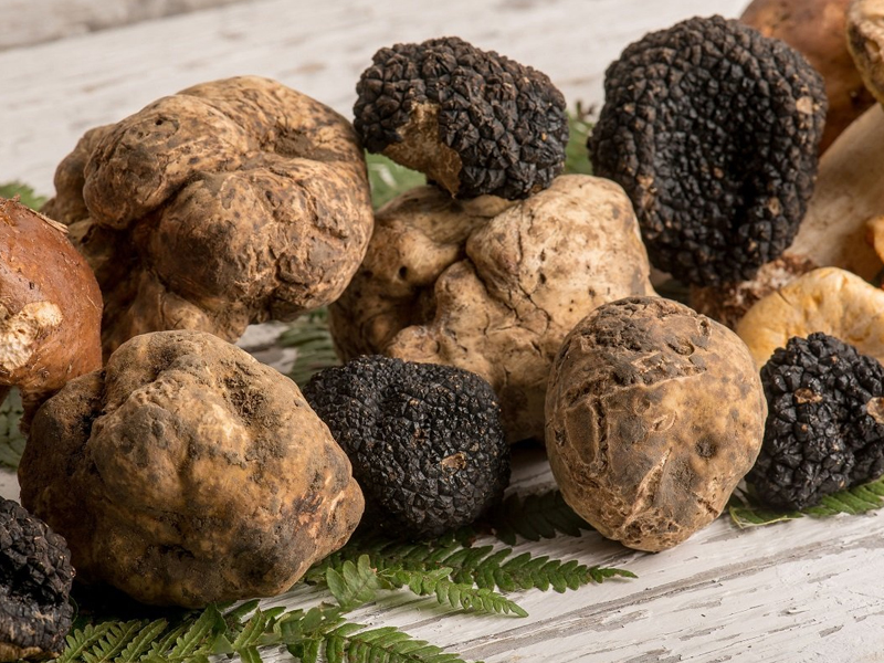 Il Tartufo: Oro Nero e Bianco della Cucina Italiana