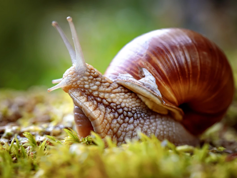 Lumache: Una Delizia Culinaria da Scoprire