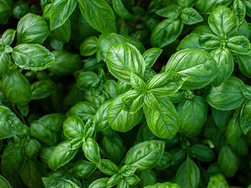 Il Basilico: L'Erba Aromatica Regina della Cucina Mediterranea