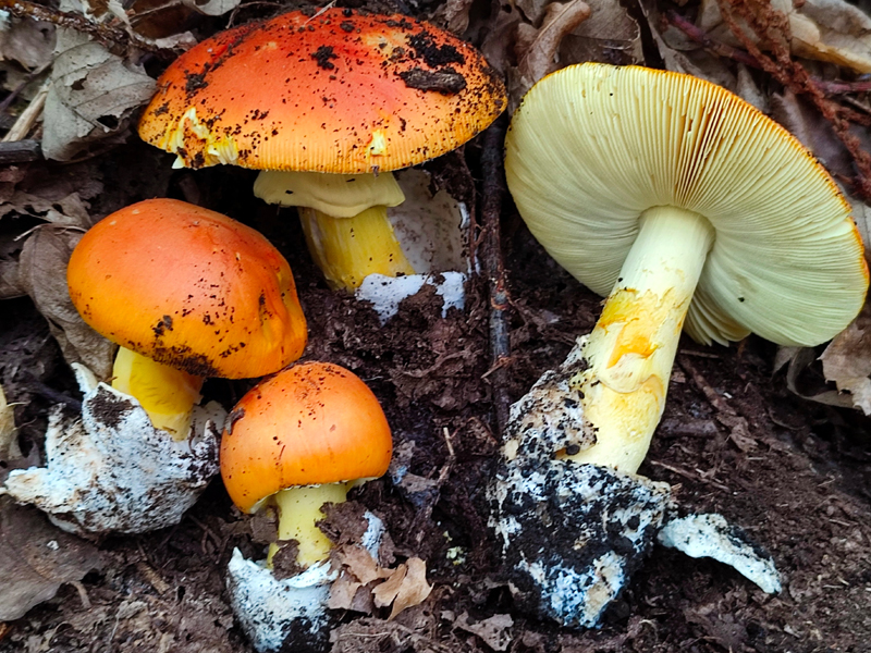 Amanita Caesarea: Il Fungo Ovolo Buono