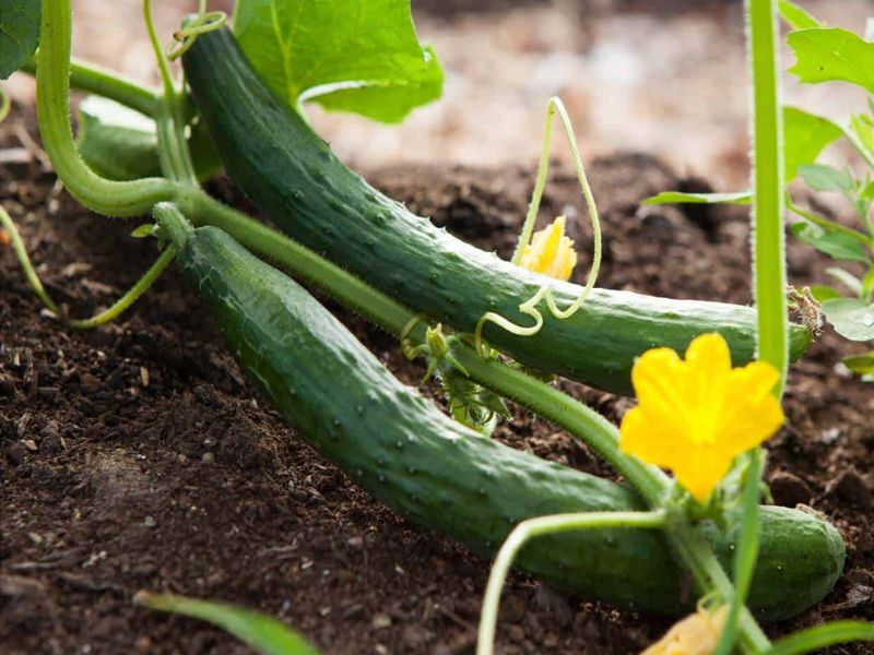 I Cetrioli: Un Ortaggio Fresco e Nutriente