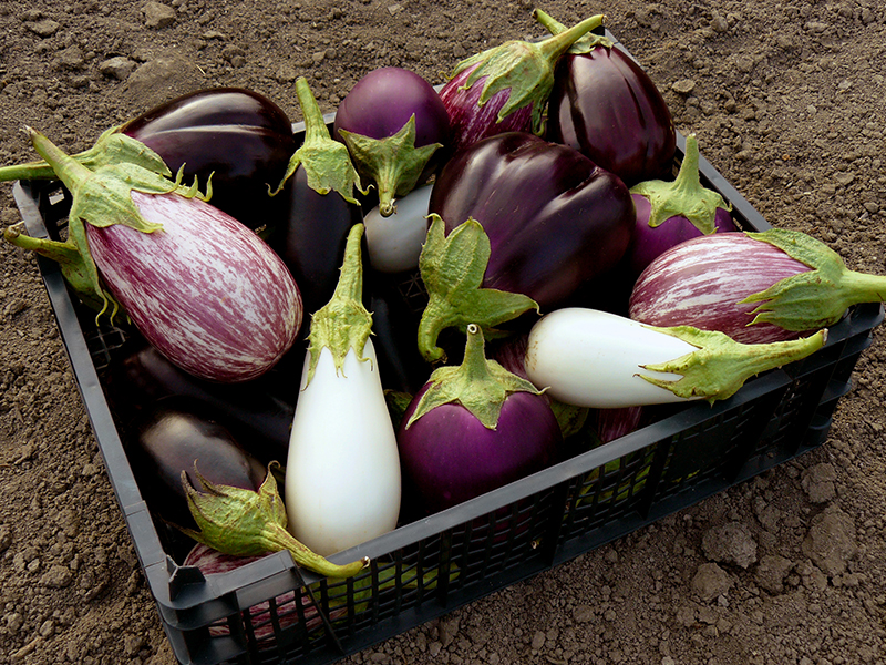 Scopri i Segreti della Melanzana: Storia, Nutrizione e Ricette