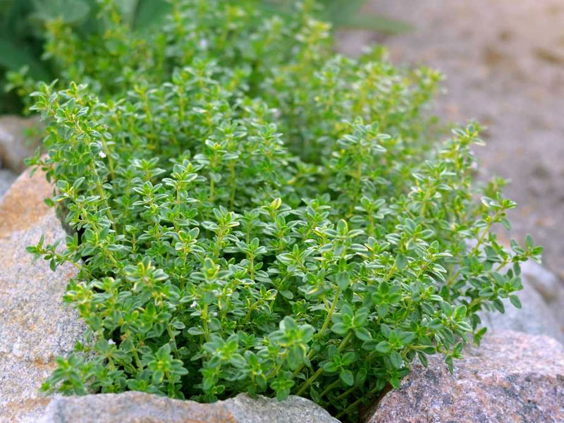 Il Timo: Proprietà, Uso e Benefici per la Salute