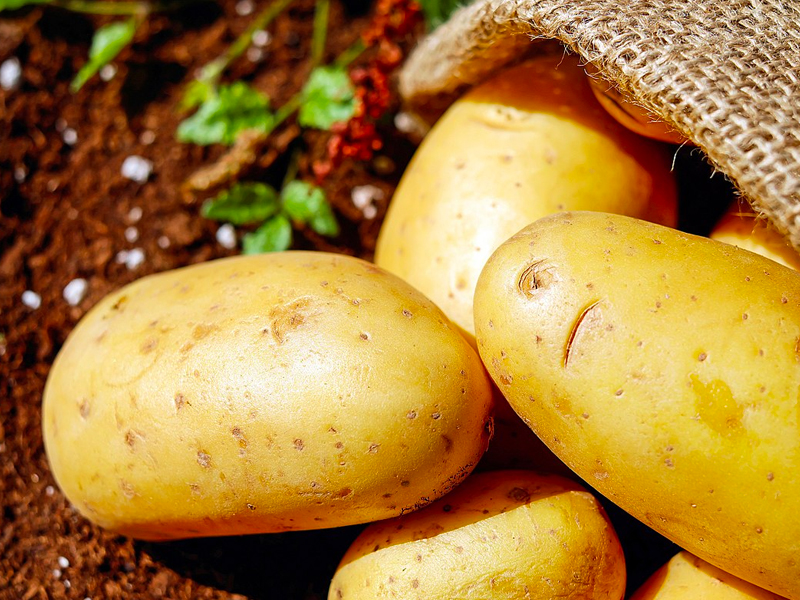 Le Patate: Una Guida Completa alla Coltivazione, alla Storia e alle Utilizzazioni
