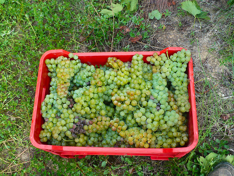 Uva: Deliziosa Frutta di Stagione Ricca di Salute e Gusto