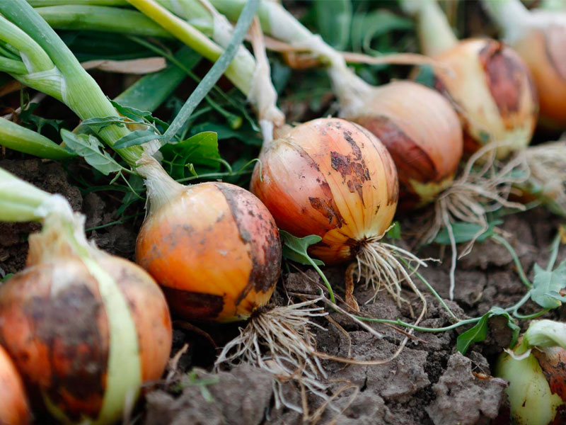 La Storia Ricca e Gustosa delle Cipolle