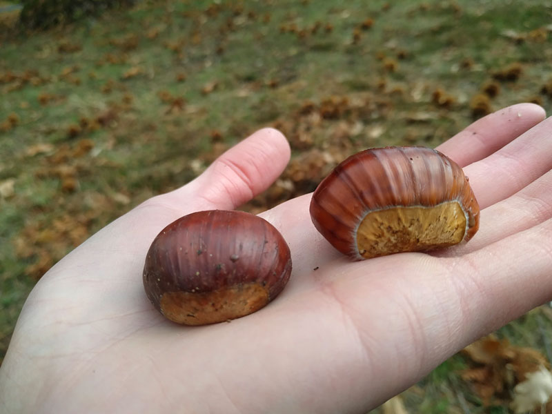 Castagne vs Marroni: Le Differenze da Conoscere