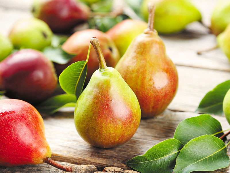 Dal Ramo alla Tavola: Tutto Ciò Che Devi Sapere sulle Pere