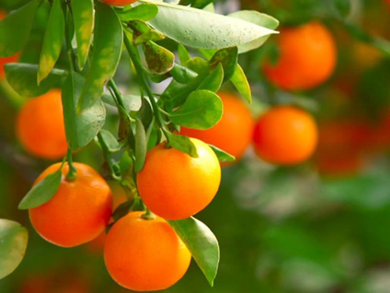 Mandarini: Gustosi Agrumi Ricchi di Vitamine e Storia Affascinante