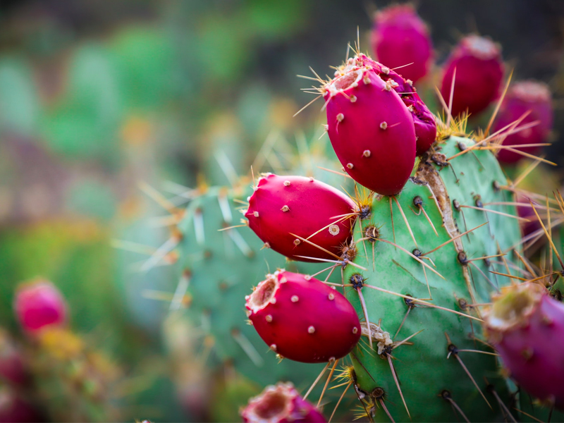 Dal Cactus al Piatto: Esploriamo i Fichi d'India