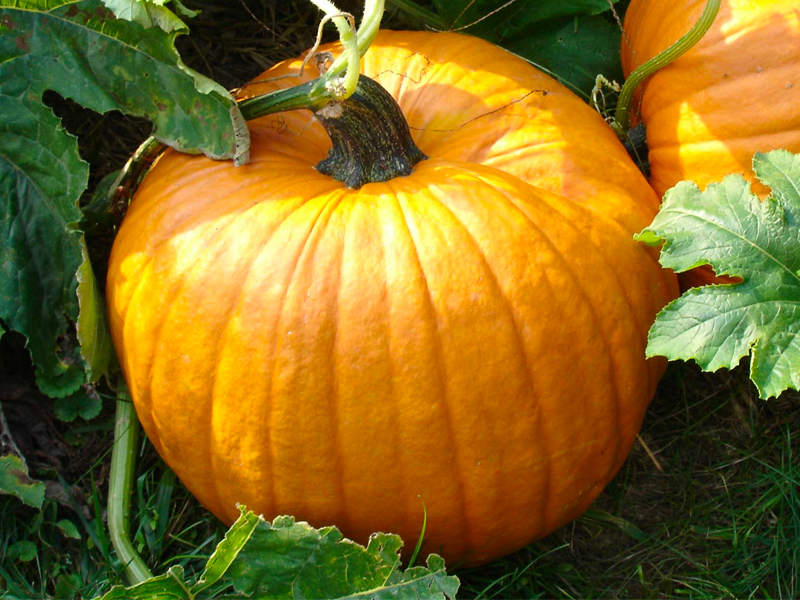 Le Zucche: Un'Icona Autunnale e Deliziosa