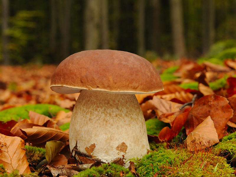 Alla Scoperta dei Funghi Porcini: Segreti di Raccolta, Cucina e Gusto Autunnale