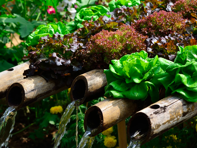 Rivoluzionare l'Agricoltura con l'Idroponica: Coltivare Senza Terra