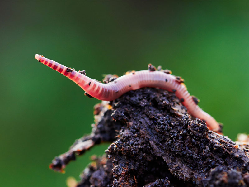 Lombrichi in Agricoltura: Il Potere del Vermicompostaggio