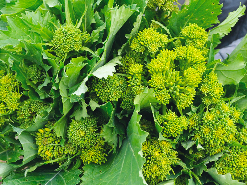 Cime di Rapa: Il Verde Sapore del Mediterraneo