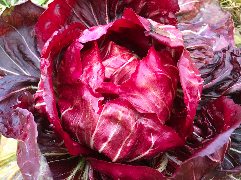 Salute e Benessere con il Radicchio: Proprietà Nutrizionali e Ricette Salutari