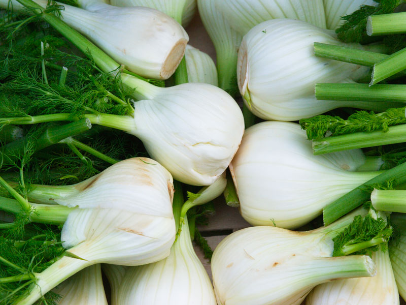 Il Fascino Salutare dei Finocchi: Benefici, Utilizzo e Curiosità