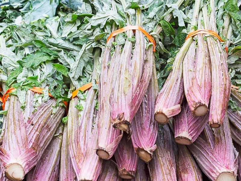 Il Cardo: Una Pianta Versatile dalla Storia Antica alla Cucina Moderna