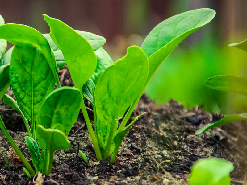 Il Potere Nutrizionale degli Spinaci: Un Superfood Versatile e Salutare