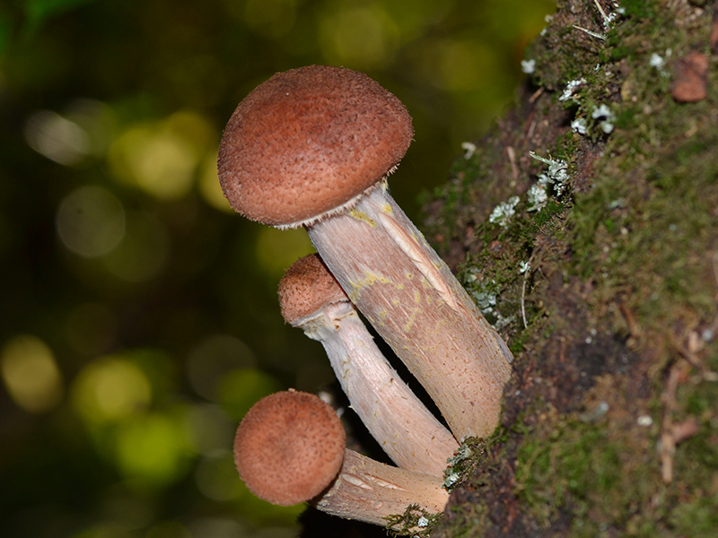 I Funghi Chiodini: Deliziosi Tesori della Foresta da Scoprire