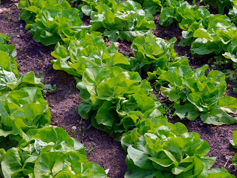 La Lattuga: Un'Icona Verde della Cucina Salutare