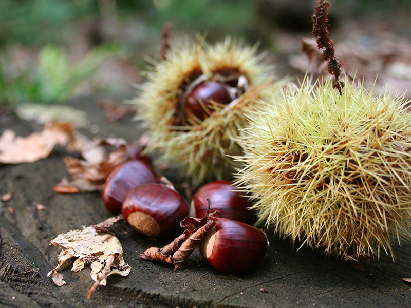 Natura Autunnale: Castagne e Tradizioni Culinarie