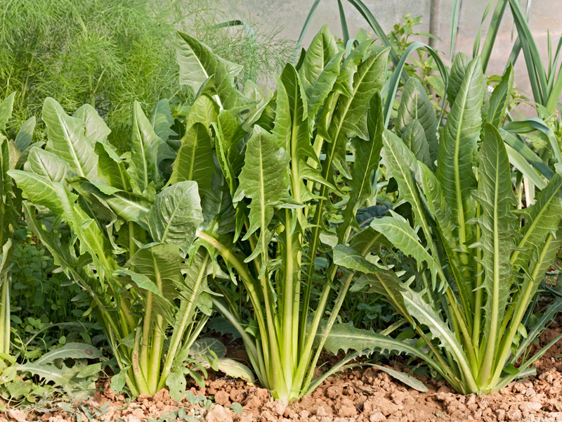 Esplorando le Cicorie: Una Guida Completa