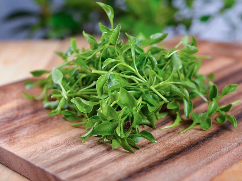 Il Crescione: Un'erba Fresca e Nutriente da Scoprire