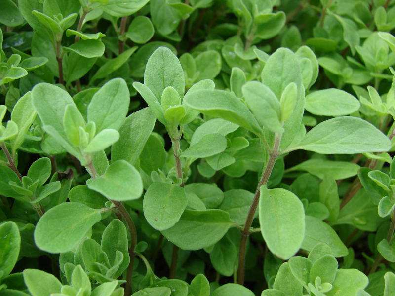 L'Incantevole Mondo della Maggiorana: Storia, Usi e Benefici