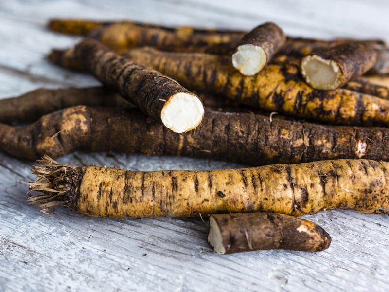 Scorzonera: Proprietà, Usi e Benefici per la Salute