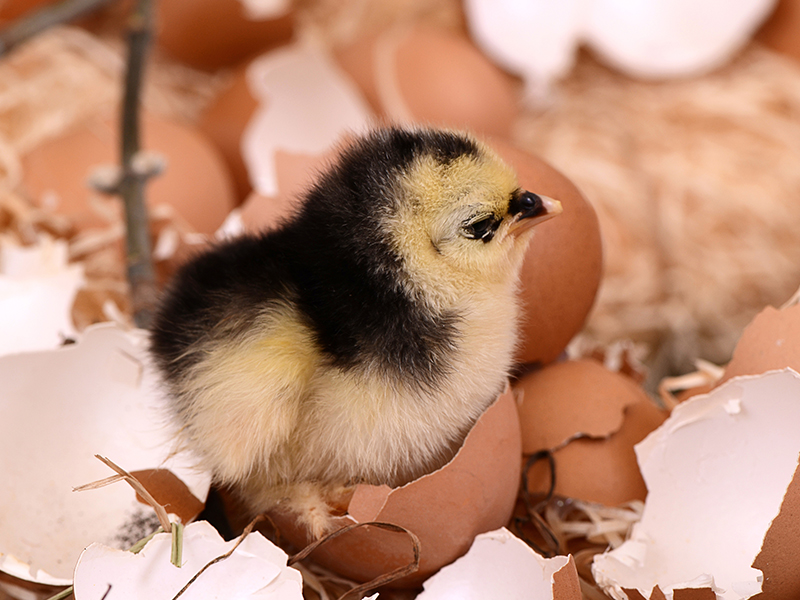 Le uova fertili di gallina: Cosa Sono e Come Vengono Utilizzate